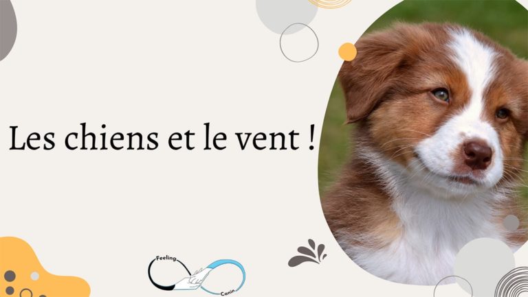 Les chiens et le vent ! 