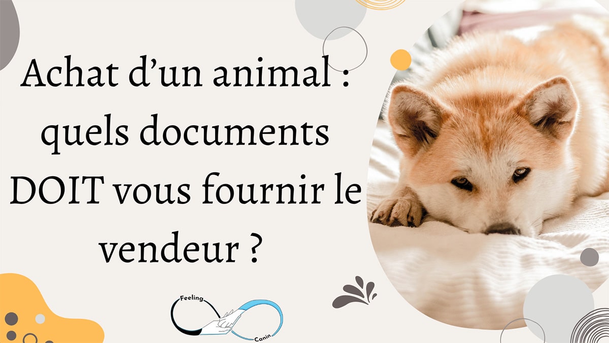 Achat d’un animal : quels documents DOIT vous fournir le vendeur ? 