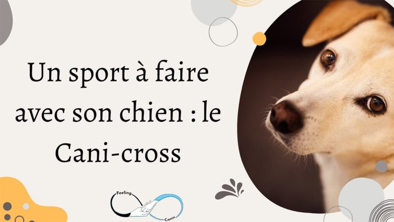 Un sport à faire avec son chien : le Cani-cross