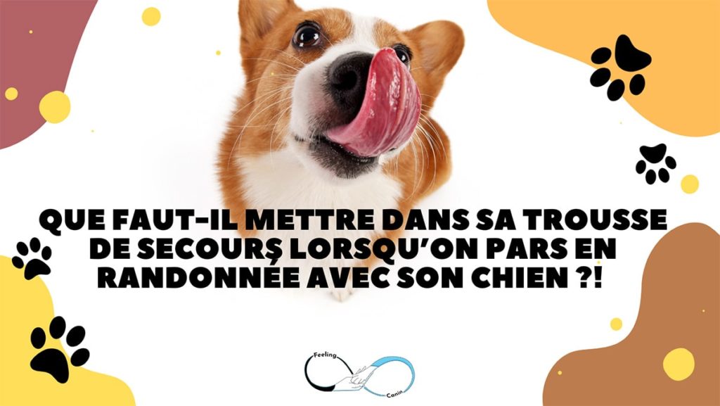 Que faut-il mettre dans sa trousse de secours lorsqu'on pars en randonnée  avec son chien ?!