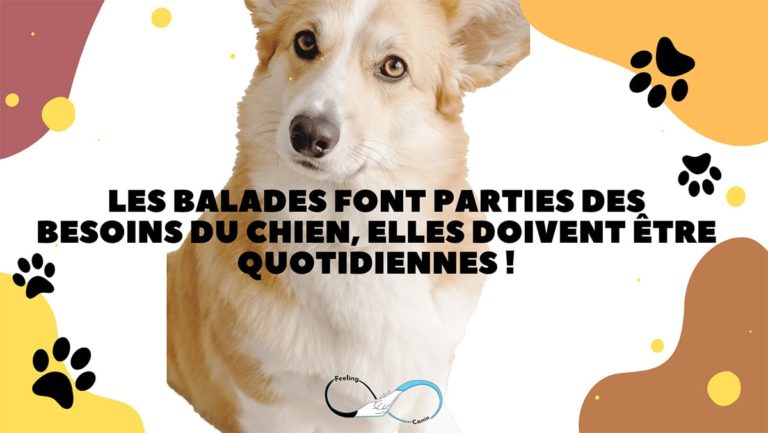 Les balades font parties des besoins du chien, elles doivent être quotidiennes !