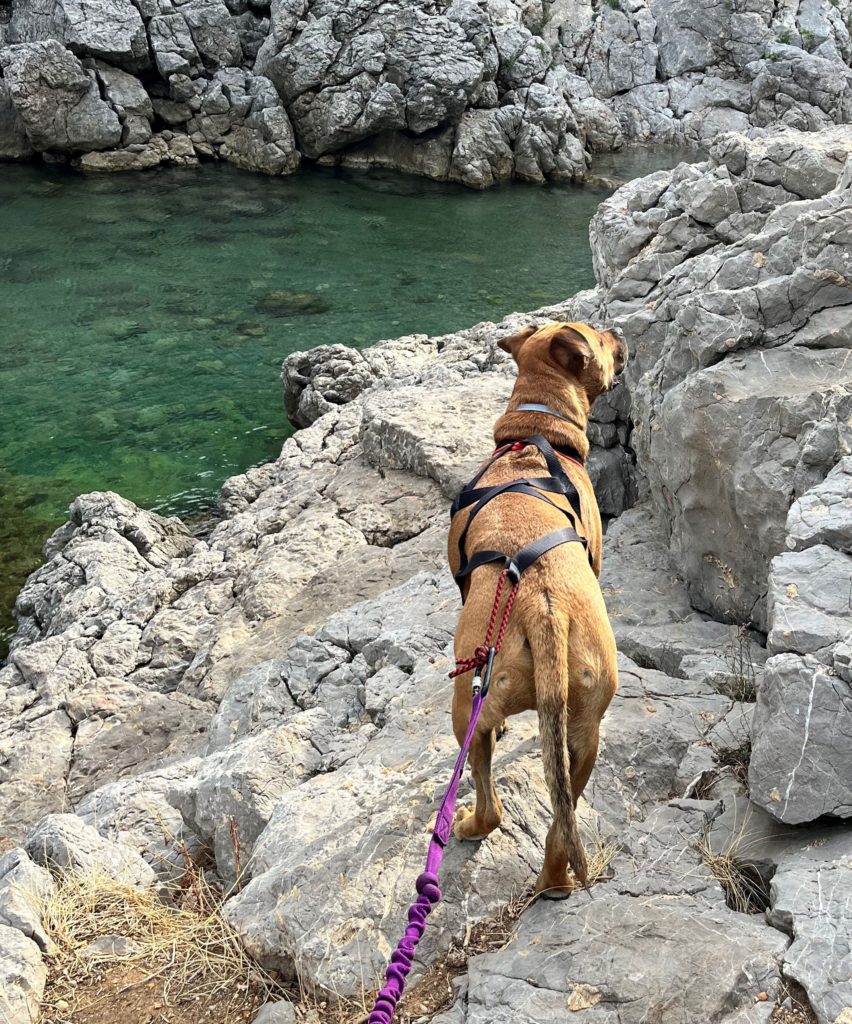 Un sport à faire avec son chien : le Cani-cross 