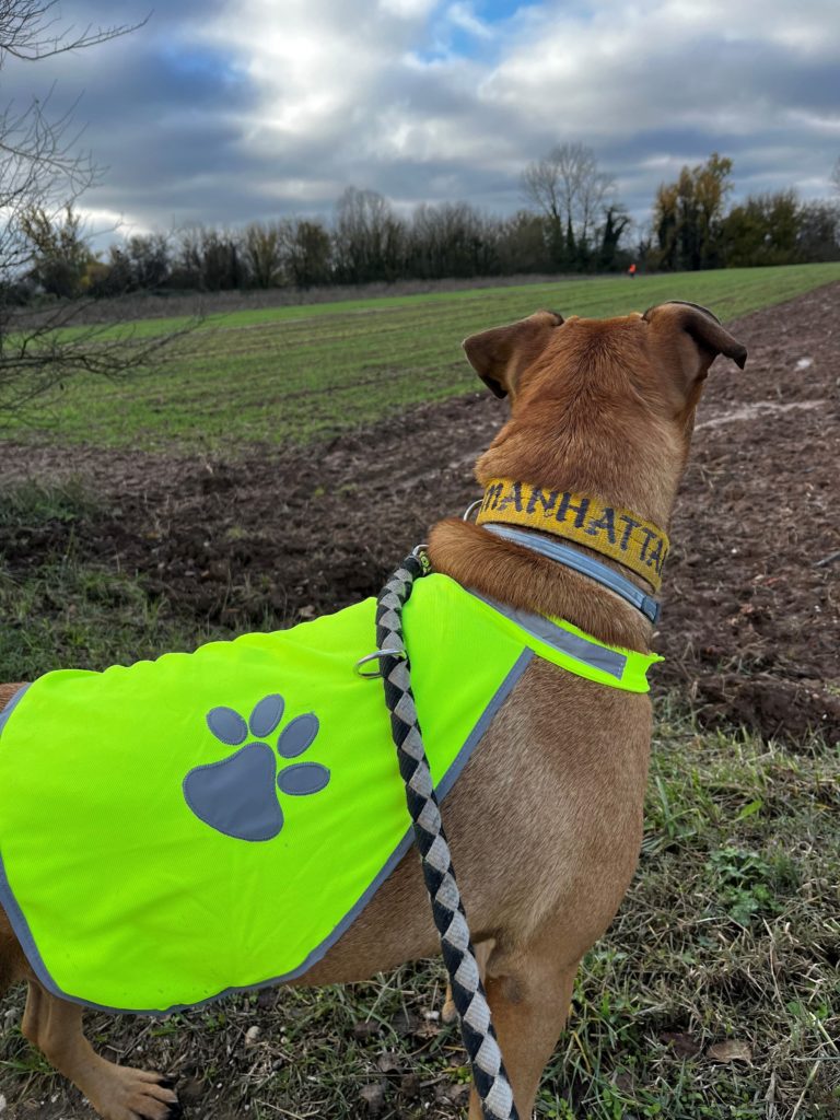 🚨 Les balades font parties des besoins du chien, elles doivent être quotidiennes ! 🚨