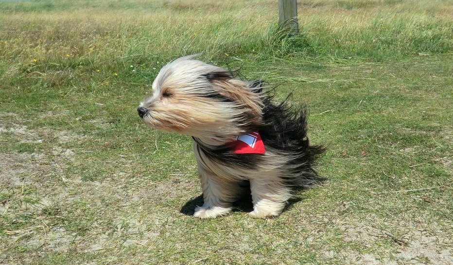 Les chiens et le vent ! 